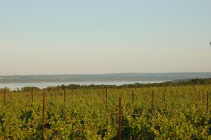 vineyard1_jpg_1